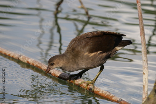 Junges Teichhuhn