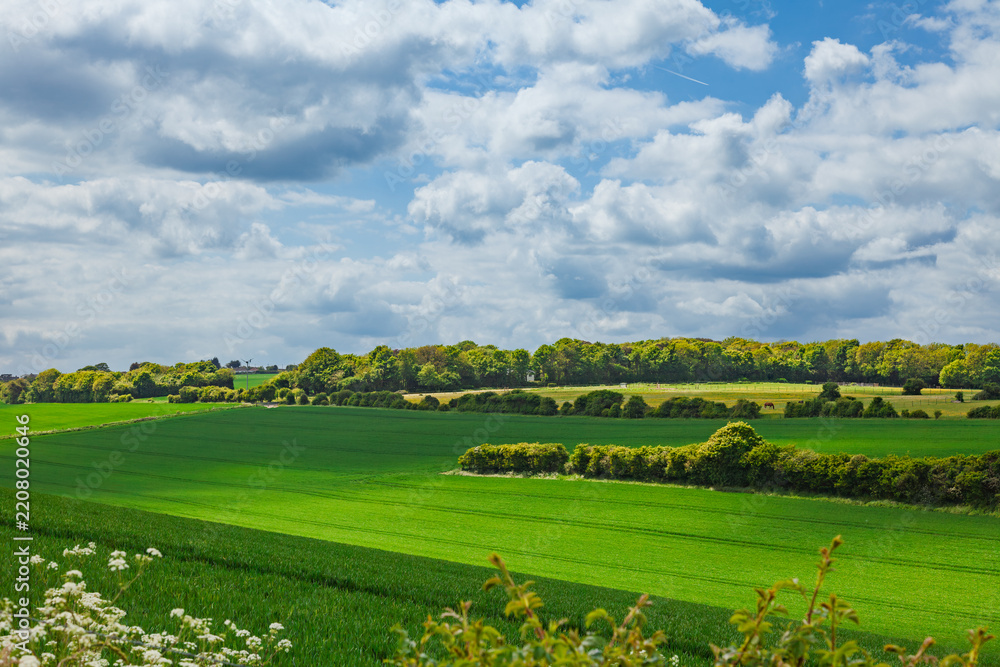 Obraz premium Lush green farmland rolls toward hedgerows and distant woodland beneath a cloud-filled sky in Kent, England. The cultivated countryside shows fresh growth and a calm spring landscape.