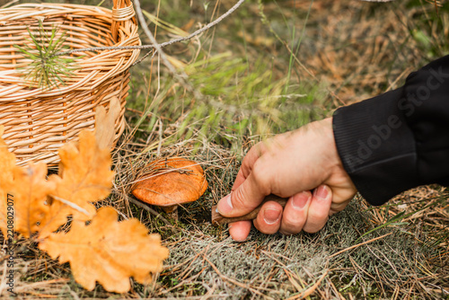 Hand collecting an orange Suillus luteus capped mushroom beside a woven basket among pine needles, grass, and autumn leaves in a woodland forest setting