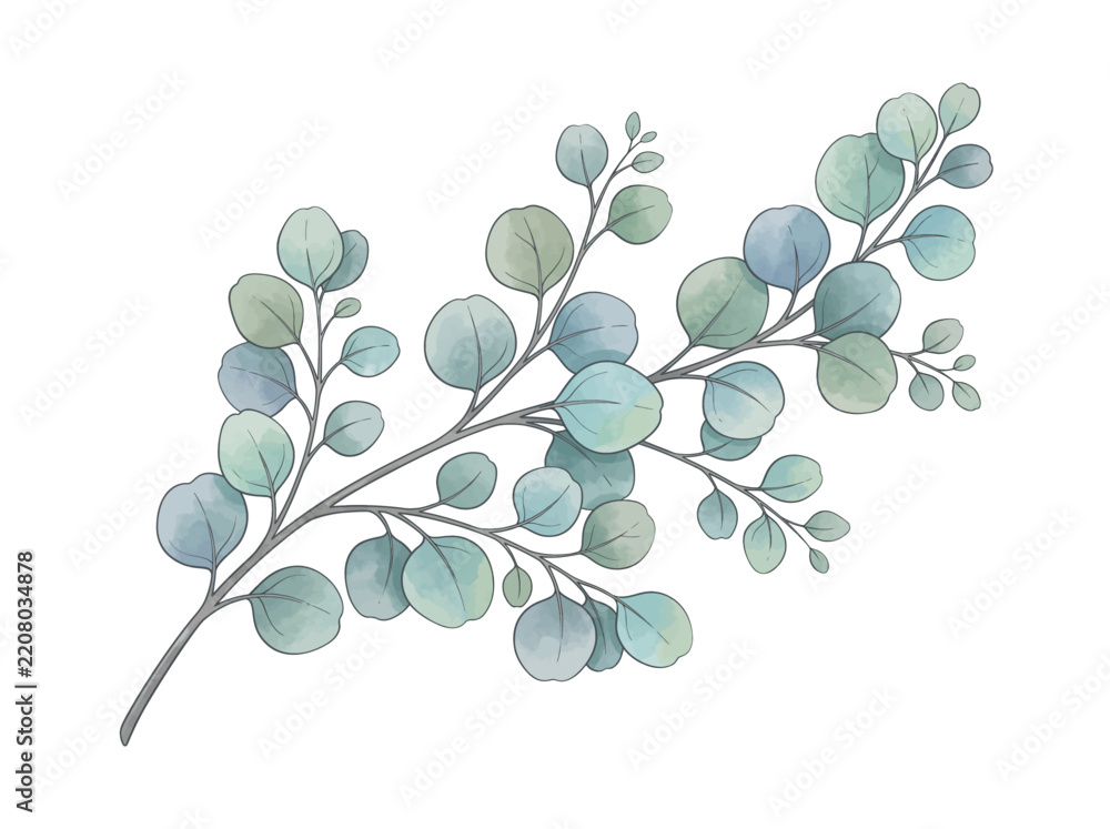 Fototapeta premium Watercolor eucalyptus branch with delicate green and blue leaves, a fresh botanical plant drawing for nature art and floral galleries in a museum style