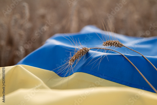 Wheat ears on blue and yellow flag of Ukraine with blurred field background. Close up of wheat stalks on national banner symbolizing fertility, peace, identity and wealth of the land