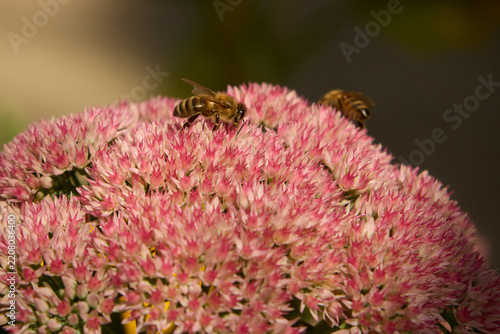 A detailed macro shot of a busy honeybee pollinating pink sedum flowers blooming in an outdoor garden on a bright sunny summer day, surrounded by natural soft bokeh background.