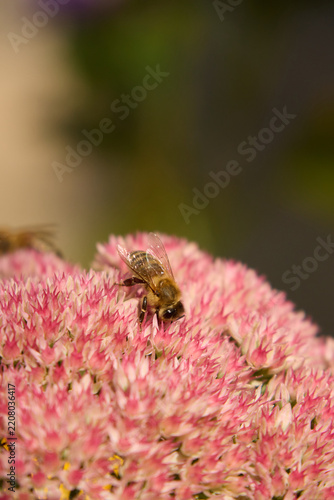 Macro photograph of a busy honeybee gathering nectar from vibrant pink sedum flower cluster in a sunny garden, showcasing detailed insect behavior and colorful autumn blooms.