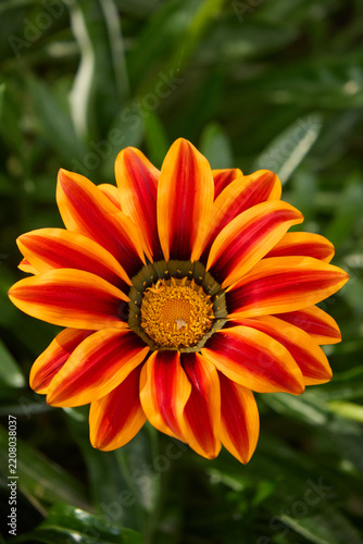 Macro shot of a bright gazania treasure flower featuring vivid orange petals with red stripes and a yellow center blooming outdoors against a background of green leaves.