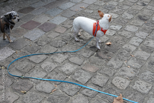 Chihuahua en laisse en promenade urbaine