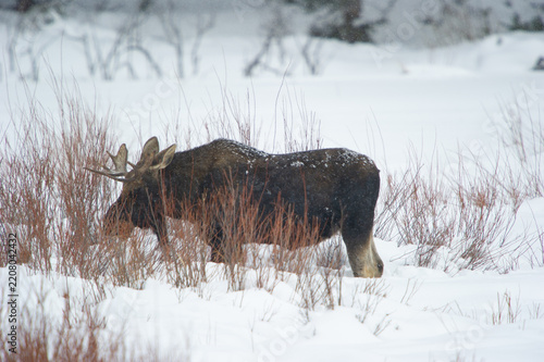 View of a bull moose standing in a snow-covered field surrounded by dry willow branches in Yellowstone National Park, United States.