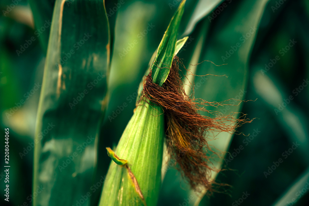Obraz premium Close-up of a green corn cob wrapped in husks with brown corn silk growing on a plant in a field.