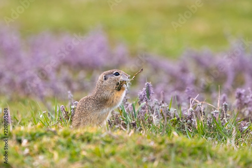 Ground squirrel (Spermophilus citellus) eating fresh vegetation among purple wildflowers in a spring meadow