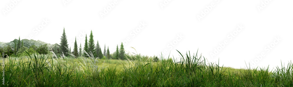 Obraz premium green grass isolated on white background/High-resolution sharp green grass field with pine trees and forest background isolated on white, detailed natural landscape for design.