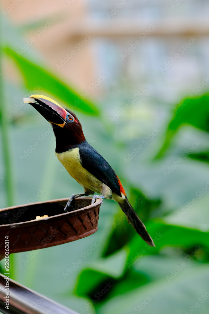 Obraz premium Green aracari toucanet feeding on fruit at bowl feeder