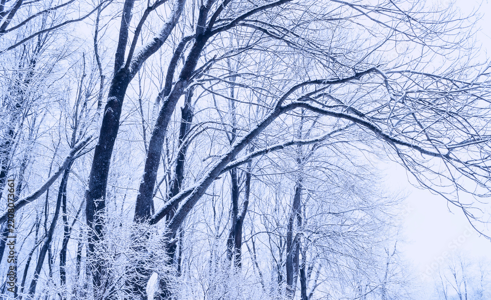 Fototapeta premium Winter trees landscape, panoramic background. A dense tangle of bare branches covered with white frost. A pale sky visible through the intricate frozen canopy above
