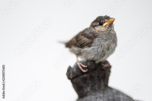 Fluffy baby sparrow fledgling portrait on a neutral light background
