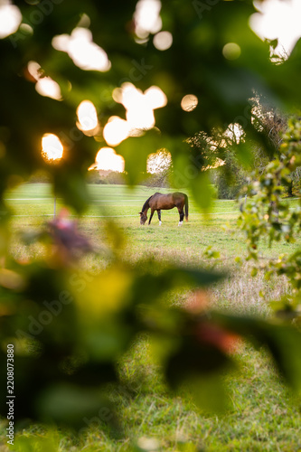 Horse grazing on a green meadow framed through blurred tree leaves and bokeh