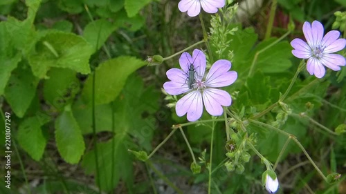 Beautiful pink flower with beetle waving in wind with birds sound
