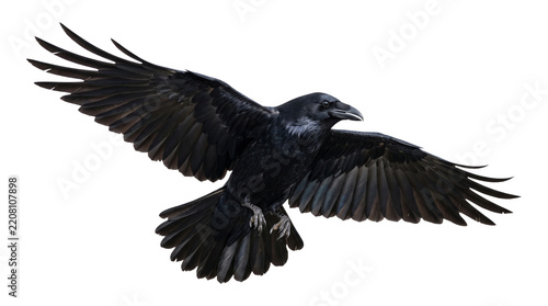 Black raven bird flying with outstretched wings facing right isolated on transparent background png.