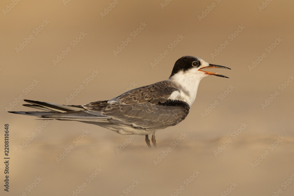 Obraz premium Portrait of a juvenile White-cheeked Tern at Tubli bay, Bahrain