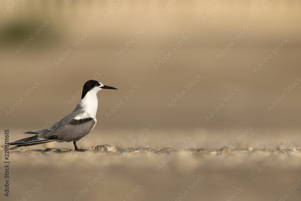 Fototapeta premium A juvenile White-cheeked Tern at Tubli, Bahrain
