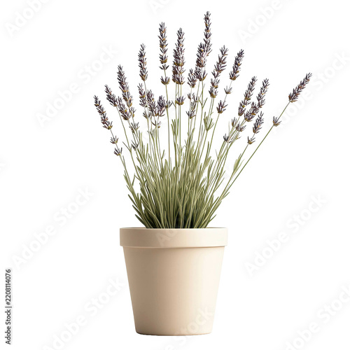 Fresh aromatic lavender plant with delicate purple flowers in a decorative pot on transparent background PNG cutout