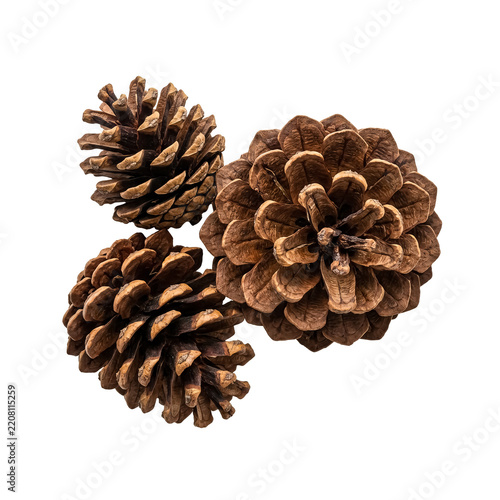 Three Natural Pinecones Arranged for Autumn Seasonal Designs