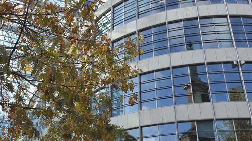 Autumn Tree Leaves in Front of Modern Glass Office Building