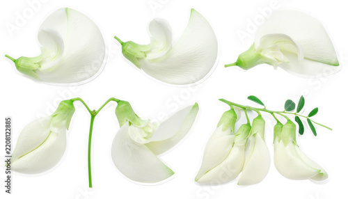 White butterfly pea flower collection isolated on black background