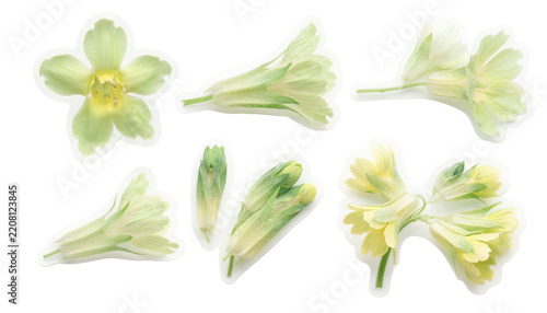 Pale green and yellow primrose flower collection on black background