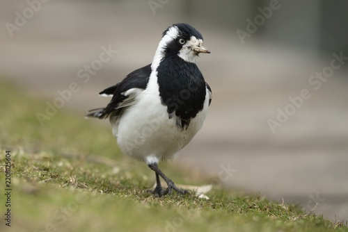 Magpie-lark (Grallina cyanoleuca) adult bird walking on a grass lawn, Sydney, New South Wales, Australia