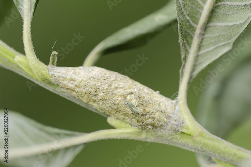 Sallow kitten moth (Furcula furcula), cocoon, North Rhine-Westphalia, Germany