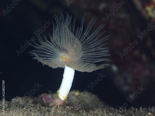 A single smooth calcareous worm (Protula tubularia) that develops its fine tentacles in dark water in the Mediterranean near Hyères, Giens peninsula diving site, Porquerolles, Provence, Côte d'Azur, France