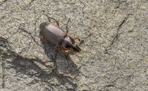 Carabidae, common grave runner, copper-colored grave runner, copper-colored list beetle, coppery shoulder-runner, Poecilus cupreus, beetle, coleoptera, insects, beetles, ground beetles