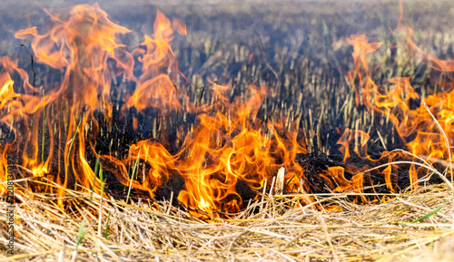 Rice straw burning in post harvest fields to prepare farmland, Thick smoke and air pollution, Grassland fire with intense flames and smoke, Climate rural landscape burning, illustrating wildfire risk
