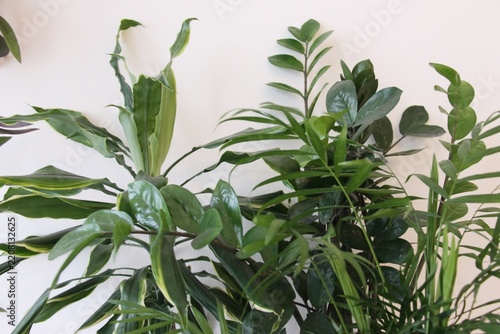 Indoor plants, zamioculcas, corn plant and others