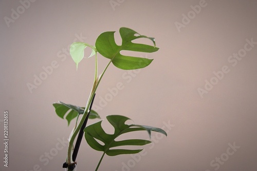The Leaves of monstera deliciosa