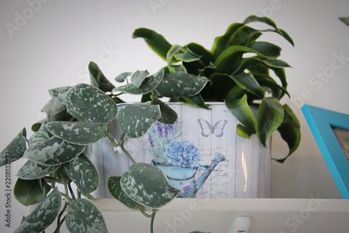 Satin pothos and song of India in a decorative plot