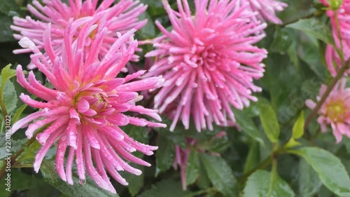 Pink Dahlia Flowers Blooming in Garden During Autumn
