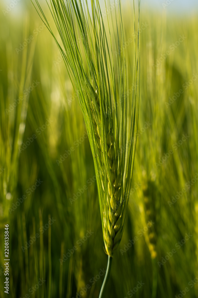 Fototapeta premium Green barley ear growing in agricultural field, capturing early stage grain development for organic farming and sustainable food production