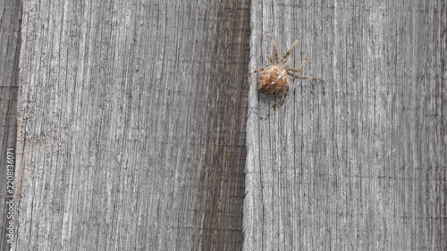 Garden Spider Resting on Rustic Wooden Fence Surface
