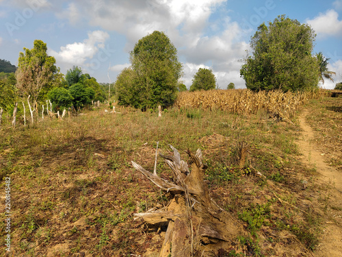 Dried Cornfield and Fallen Tree in Rural Landscape