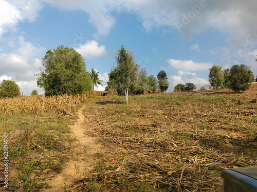 Dried Cornfield and Fallen Tree in Rural Landscape