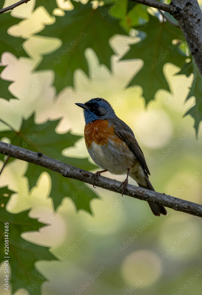 Obraz premium Biodiversity and wildlife conservation, male cerulean warbler perched on a tree branch in a forest habitat with soft natural light and green foliage