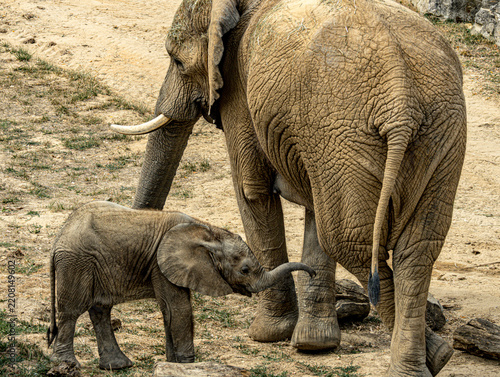 African savanna elephant (Loxodonta africana) at ZooParc de Beauval in France. This majestic mammal is recognized by its large ears, long trunk, tusks, and massive body. A wildlife photograph