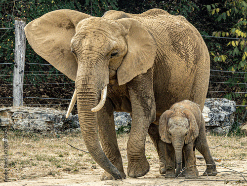 African savanna elephant (Loxodonta africana) at ZooParc de Beauval in France. This majestic mammal is recognized by its large ears, long trunk, tusks, and massive body. A wildlife photograph