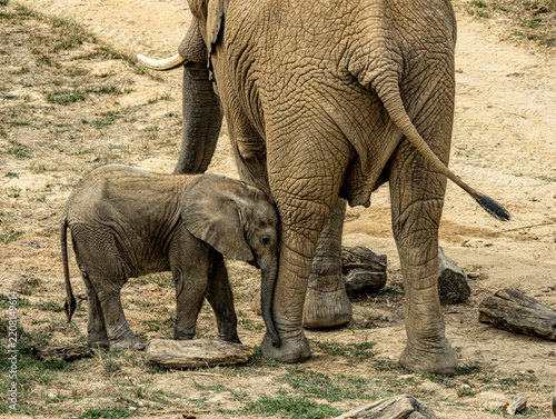 African savanna elephant (Loxodonta africana) at ZooParc de Beauval in France. This majestic mammal is recognized by its large ears, long trunk, tusks, and massive body. A wildlife photograph