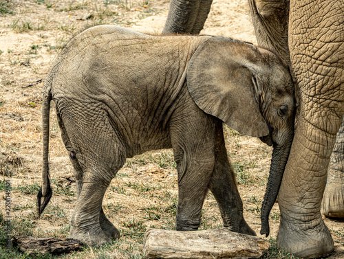 African savanna elephant (Loxodonta africana) at ZooParc de Beauval in France. This majestic mammal is recognized by its large ears, long trunk, tusks, and massive body. A wildlife photograph