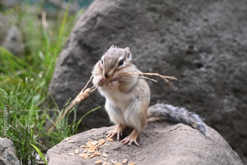 岩の上で食事中のエゾシマリス