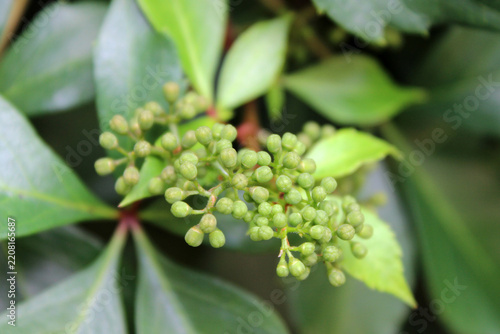 Macro shot of green flower buds on a virginia creeper vine plant
