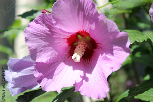 Vibrant pink hibiscus syriacus flower blooming in bright sunlight