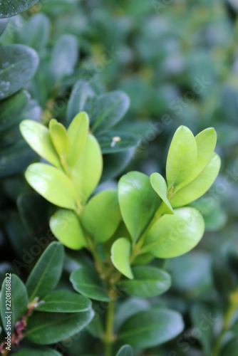 Fresh bright green young leaves of buxus boxwood shrub growing in spring