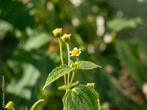Small yellow flower blooms on green leafy stem