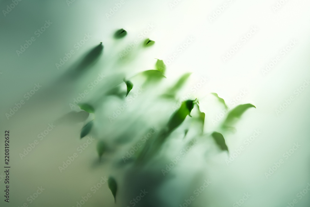 Fototapeta premium Blurred Green Leaves Behind Frosted Glass Abstract Nature Background blurred
